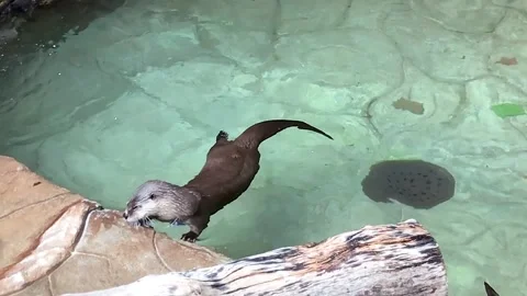Two Swimming Otters Stock Footage 247579099