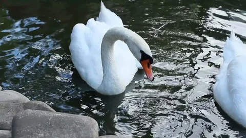 Two swimming swan Stock Footage 95842164