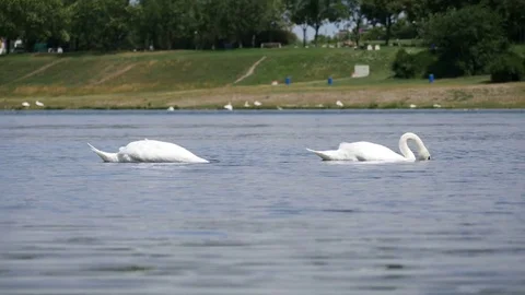 Two swimming swans, 4K Stock Footage 78113335