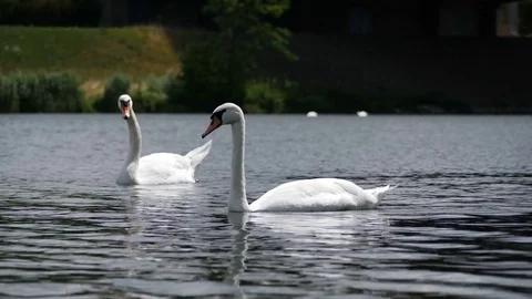 Two swimming swans, 4K Stock Footage 78113682