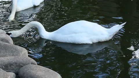 Two swimming swans Video stock 95842151