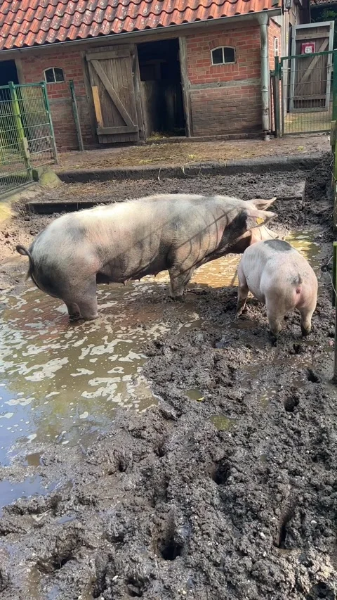 Two swines in the mud Stock Footage 249322866