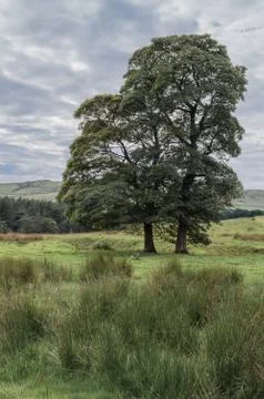 Two Sycamore trees in the marshy fields in the peak District National park. Stock Photos