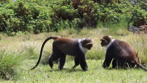 TWO SYKES MONKEY AFTER A PLAYFUL MOMENT. Stock Footage 313752555