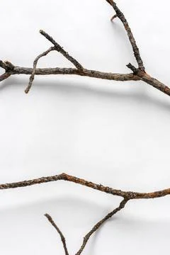 Two symmetrical dry pine branches on a white backdrop. Minimalistic natural b Stock Photos