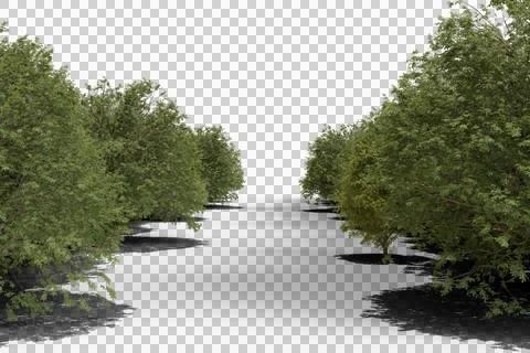 Two symmetrical rows of lush green trees Foto stock