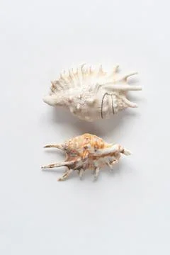 Two symmetrical sea shells on a white background. Top view, copy space, flat  Stock Photos