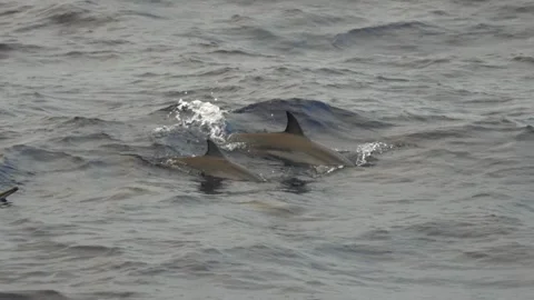 Two synchronized dolphins swimming in dark ocean water, slow-motion Stock Footage 308796058