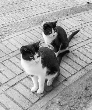Two synchronized equal black and white cats on a street with gray asphalt b.. 写真素材