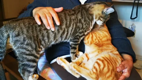 Two Tabby Cats are Fighting for Best Spot on Old Lady's Chest Stock Footage 218512347