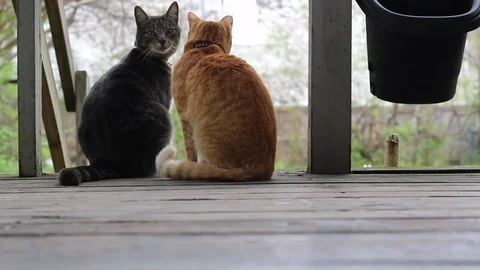 Two Tabby Cats Look Out on Porch and One Cat Approaches Stock Footage 105493304