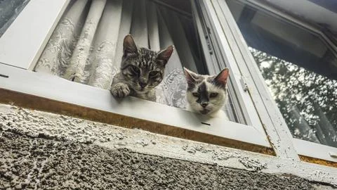 Two Tabby Cats Looking Out of an Open Window from Inside a Cozy Home in Summe Stock Photos