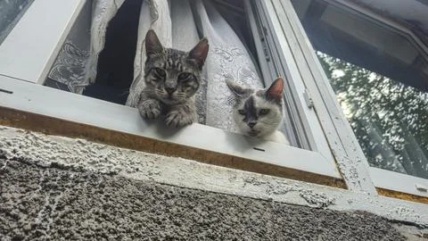 Two Tabby Cats Looking Out of an Open Window from Inside a Cozy Home in Summe Stock Photos