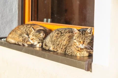 Two tabby cats lying and sleeping on the windowsill outside the window Stock Photos