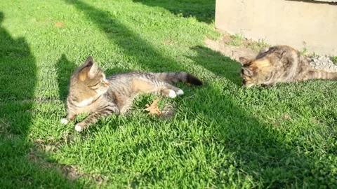 Two Tabby Cats Play Fighting in Grass Slow Motion Stock Footage 327945884
