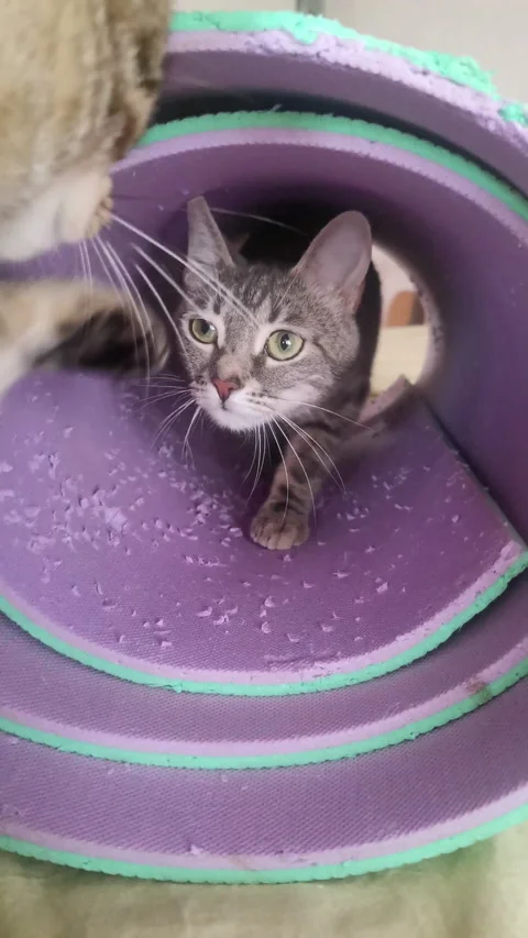 Two Tabby Cats Playing with Yoga Mat Tunnel — Funny Surprise Jump Stock Footage 277821884