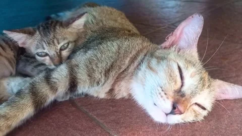 Two tabby cats rest on a warm floor. (5)A Stock Footage 340562547