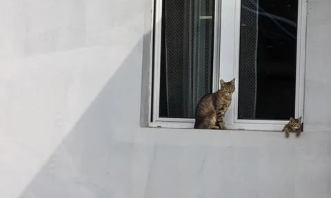 Two tabby cats sit on a windowsill, one peeking out from the side Stock Photos