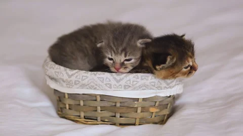 Two tabby cats sleep in a basket on a white bed. Little curious kittens lie on a Stock Footage 277559676