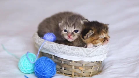 Two tabby cats sleep in a basket with blue and purple balls and skeins of thread Stock Footage 277559822