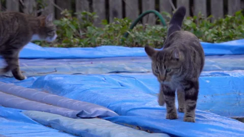 Two tabby cats walk past each other. Stock Footage 308461284