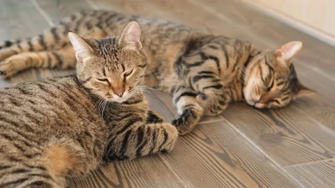 Two tabby grey cats falls asleep on the ... | Stock Video | Pond5