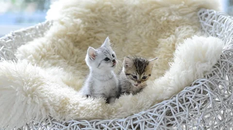 Two tabby kitten licking Stock Footage 43358321