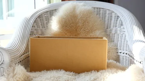 Two tabby kitten playing in a box Stock Footage 58606292