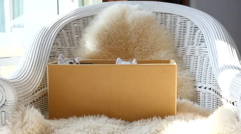 Two tabby kitten playing in a box,slow motion Video stock 58127229