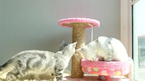 Two tabby kitten playing toy Stock Footage 61280090