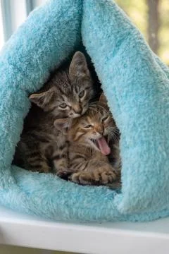 Two tabby kittens peek out of a soft blue house. One yawns Stock Photos