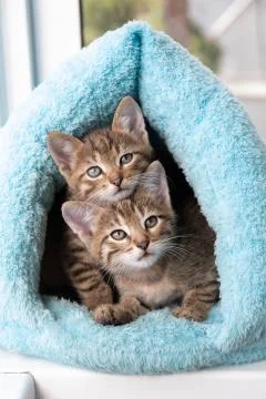 Two tabby kittens peek out of a soft blue house. Stock Photos