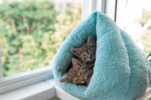 Two tabby kittens peek out of a soft blue house Stock Photos