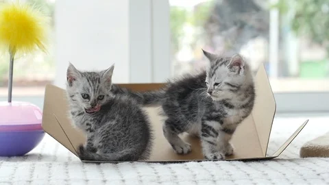 Two tabby kittens sitting and licking lips slow motion Stock Footage 86142548