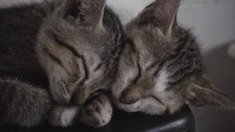Two tabby kittens sleeping together Stock Footage 108741498