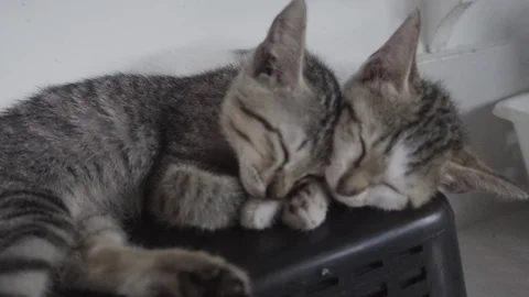 Two tabby kittens sleeping together on bucket at home Stock Footage 108741645