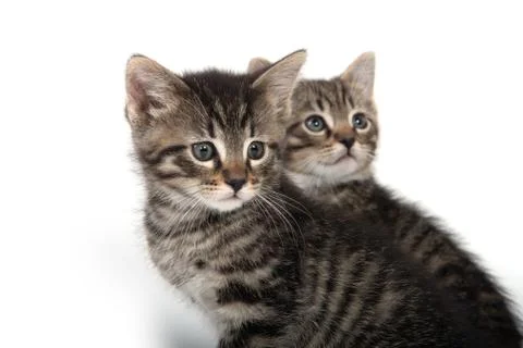 Two tabby kittens on white background Stock-Fotos