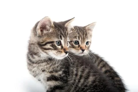 Two tabby kittens on white background 스톡 사진