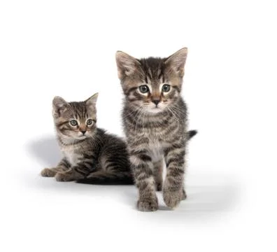 Two tabby kittens on white background 스톡 사진