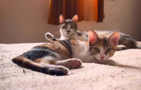 Two tabby, mixed breed cats relaxing on a bed, staring at the camera. Photos