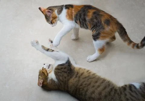 Two tabby, mixed breed cats playing fight on the floor. Stock Photos