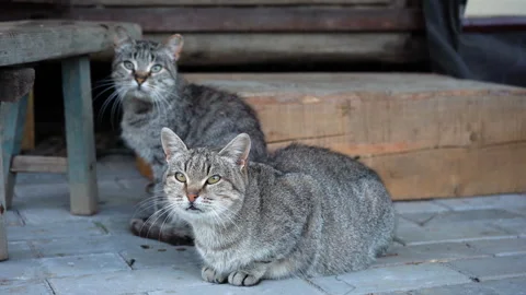 Two tabby striped cats sitting near the house. Domestic grey fluffy cats. Video stock 248611084
