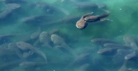 Two tadpoles touching swimming above water, other polywogs under water. Stock Photos