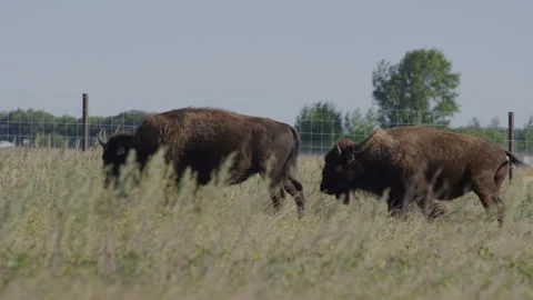 Two tagged bison walk along fence and tall prarie grass during strong wind Stock Footage 332432385