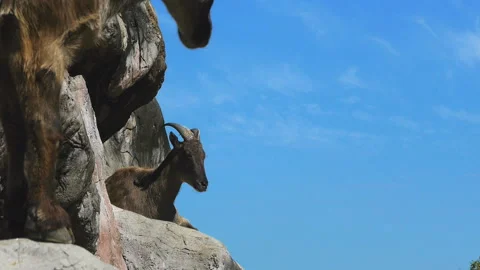 Two tahr Stock Footage 132472252