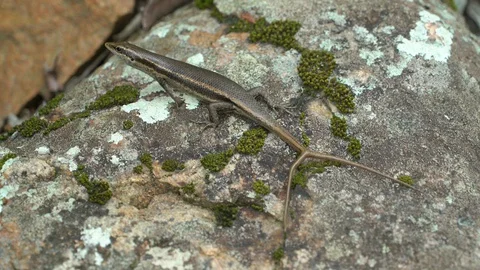 Two tailed skink 動画素材 129406775