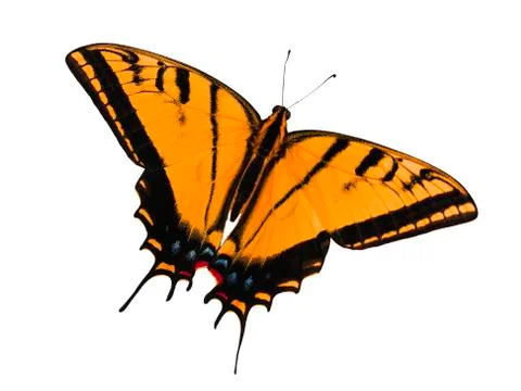 Two-tailed swallowtail butterfly isolated on white. Color change to orange Stock Photos