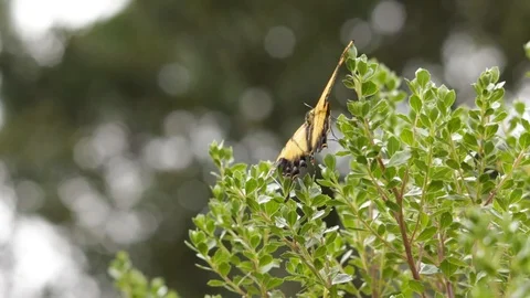 Two-tailed swallowtail (Papilio multicaudata) resting on a branch Stock-Footage 119424087