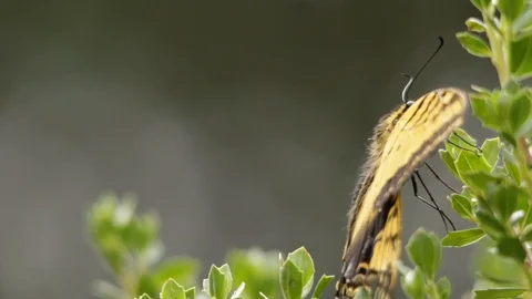 Two-tailed swallowtail (Papilio multicaudata) resting on a branch Stock-Footage 119424094