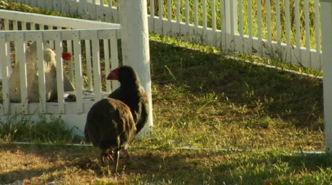 Two Takahe 2 Stock-Footage 331540